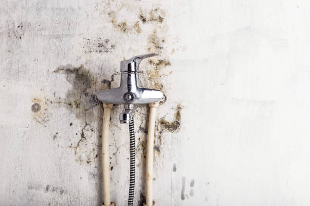 Best Residential Mold Removal  in Westgate, FL