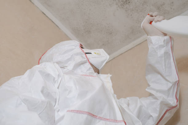 Professional Mold Removal in Westgate, FL