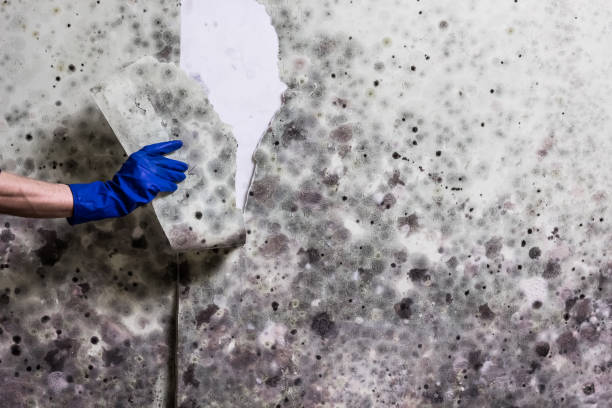 Best Black Mold Removal  in Westgate, FL