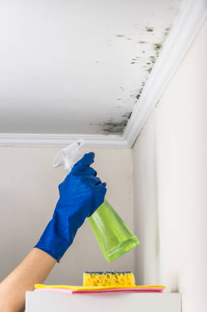 Office Mold Removal Services in Westgate, FL
