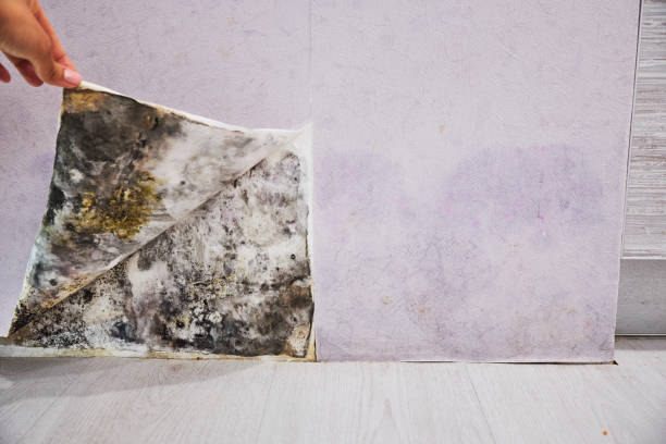 Best Mold Testing  in Westgate, FL